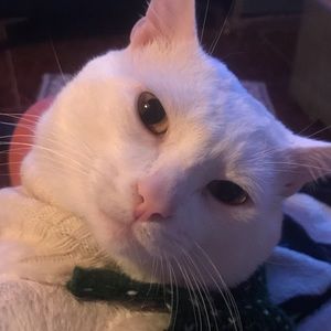 Meet your Posher, Kim